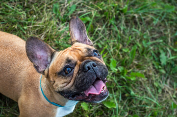 Portrait of a french bulldog on green grass in the park close-up