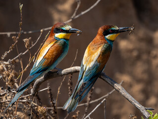 Bee-eaters