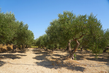 Olive trees in an olive grove in Crete.