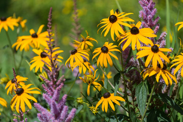 rudbeckia and other flowers in a garden - bokeh background