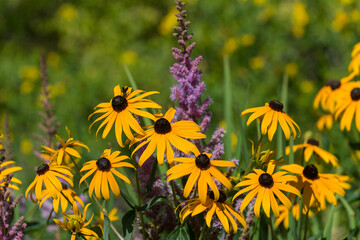 rudbeckia in bloom with a grass bokeh background