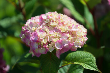 isolated pink hydrangea blossom / bud with bokeh background