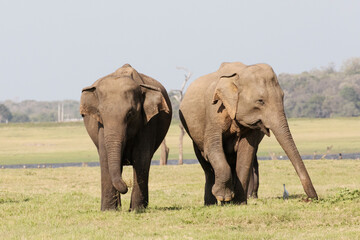 Two elephants enjoying the evening sun at Minneriya national Park during the annual herd gathering.