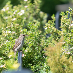 sparrow on a fence