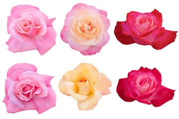 Collage of Blossom Pink and Red Roses on a white background.Rose with clipping path.