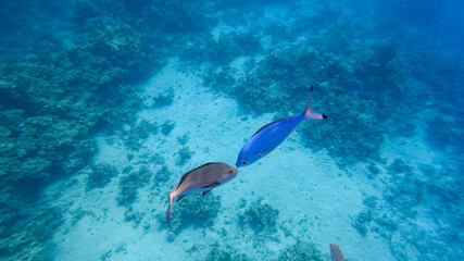 gray and blue tropical fish met each other at the bottom of the blue sea.