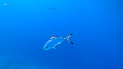 beautiful blue background, the sea on which the blue fish swim close-up.