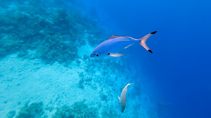 beautiful blue fish with pale orange fins swim along the bottom of the blue sea
