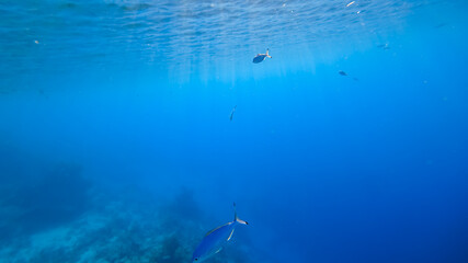 Fototapeta na wymiar the sun's rays of light make their way across the surface of the sea, illuminating blue fish swimming underwater