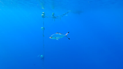 beautiful underwater sea background on which marine tropical fish swim.