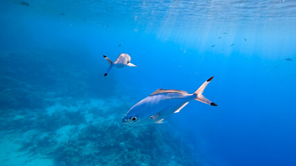 Fototapeta na wymiar illuminated by the sun's rays, blue fish swim under the thickness of the sea.