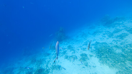 it is the seabed, on which corals can be seen and small tropical fish swim.