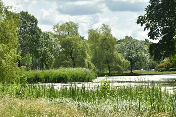 Fototapeta na wymiar Végétation luxuriante le long d'un étang au parc de Woluwe à Woluwe-St-Pierre 