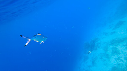 beautiful blue tropical fish swims away in the depths of the sea.