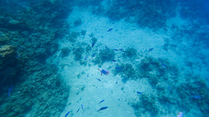Fototapeta na wymiar top-down view, on the background of the seabed near the coral, a variety of tropical fish swim.