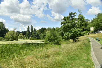 Fototapeta na wymiar Hautes herbes et roseaux longeant l'un des étang du parc de Woluwe à Woluwe-St-Pierre 
