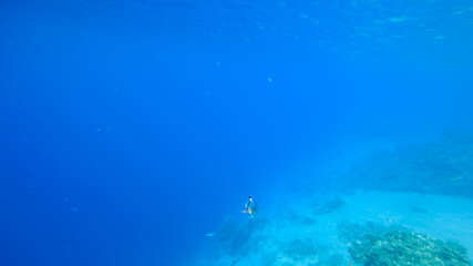 Fototapeta na wymiar against the background of the seabed, tropical fish can be seen swimming near the corals.