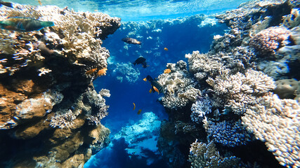 Fototapeta na wymiar many colorful tropical fish swim near the coral at the bottom of the red sea.