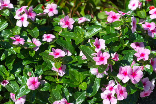 pink impatient flowers in a garden