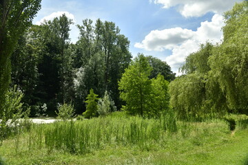 Fototapeta na wymiar La végétation rendue sauvage à proximité d'un des étangs du parc de Woluwe à l'est de Bruxelles 