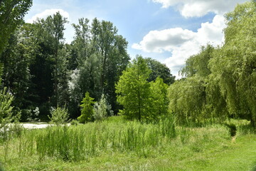 Fototapeta na wymiar La végétation rendue sauvage à proximité d'un des étangs du parc de Woluwe à l'est de Bruxelles 