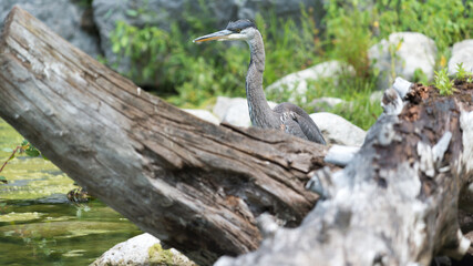 Obraz premium great blue heron (Ardea herodias) stands behind a decaying tree 