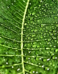 green leaf with water drops