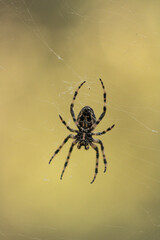 Macro shot of European garden spider