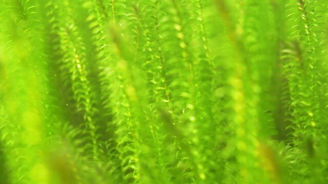 Dense vegetation of Canadian waterweed sprouts underwater