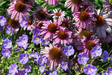 echinacea and wild geraniums battle for sunlight and garden bed space, summer afternoon - obrazy, fototapety, plakaty
