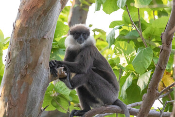 A Grey Langur monkey spotted resting on the branches of a tree.