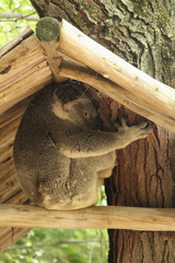 Covered Koala