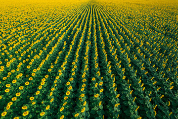 Aerial view of the field of flowering sunflowers