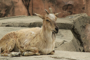 Female Markhor