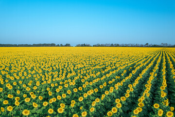 Aerial view of the field of flowering sunflowers
