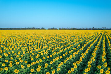 Fototapeta premium Aerial view of the field of flowering sunflowers