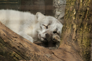 Sleeping Artic Fox