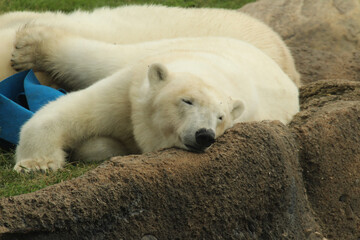 Obraz na płótnie Canvas Sleeping Polar Bear