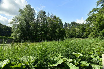 Forêt de roseaux le long des étangs à la réserve naturelle de Watermael-Boitsfort 