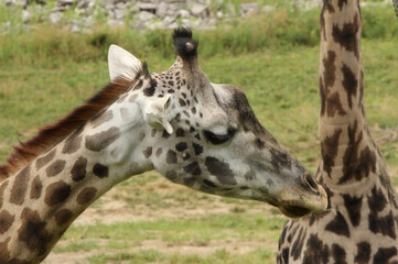 White Faced Giraffe