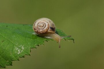 A tiny Hairy Snail, Trochulus hispidus, crawling over a leaf at the edge of a woodland glade.
