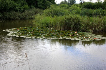 White water lilies on a pond. water lily lotus flower and leaves during summer 