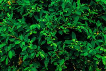 Fototapeta na wymiar Leaves for background in dark green mood