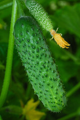 green cucumbers in the garden large and not ripe 