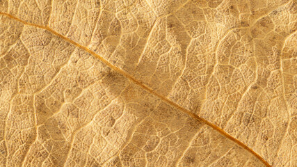 Fototapeta na wymiar Dry leaf surface, close up texture background