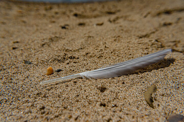 A feather in the sand - 1