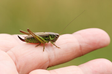 A Roesel's Bush-cricket, Metrioptera roeselii, resting on a persons finger.