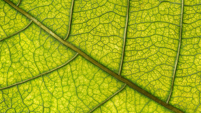 Green dry leaf surface with backlit, close up texture background