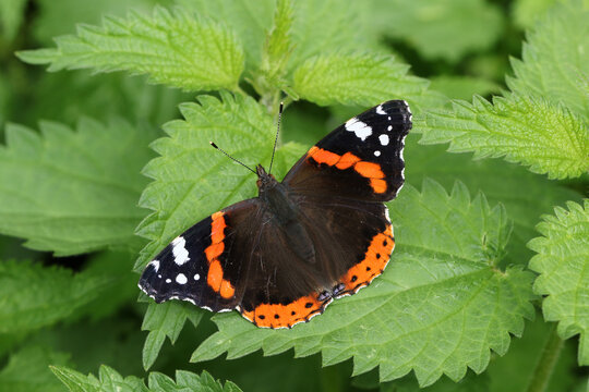A pretty Red Admiral Butterfly, Vanessa atalanta, perched on a stinging nettle leaf.