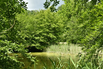 Végétation sauvage en été aux étangs des Enfants Noyés à Watermael-Boitsfort 